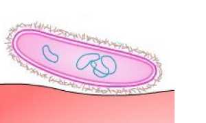 Haemophilus influenzae: свойства возбудителя, симптомы, диагностика, лечение и профилактика