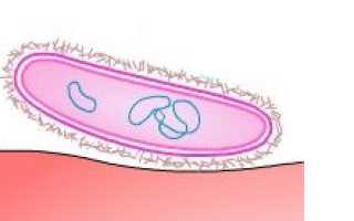Haemophilus influenzae: свойства возбудителя, симптомы, диагностика, лечение и профилактика