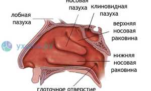 Заложенность носа: причины и как развивается, когда опасна, лечение и средства для облегчения