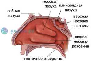 Заложенность носа: причины и как развивается, когда опасна, лечение и средства для облегчения