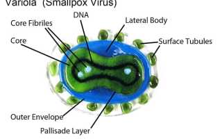 Вирус оспы (variola virus): свойства, эпидемиология, клиника, диагностика, терапия, профилактика и актуальные исследования