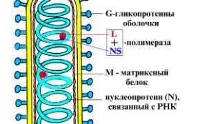 Вирус бешенства: характеристика, инфекция и её течение, диагностика, лечение и профилактика