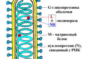 Вирус бешенства: характеристика, инфекция и её течение, диагностика, лечение и профилактика