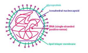 Rubella virus: возбудитель, заражение и патогенность, риски, течение, диагностика, терапия, профилактика и современные подходы