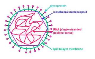 Rubella virus: возбудитель, заражение и патогенность, риски, течение, диагностика, терапия, профилактика и современные подходы