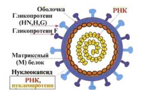 Паротит: характеристика возбудителя, признаки и течение, осложнения, как лечить, о прививке и профилактике