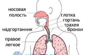 Кашель: как развивается, причины, разновидности и проявления, как лечить и предотвратить