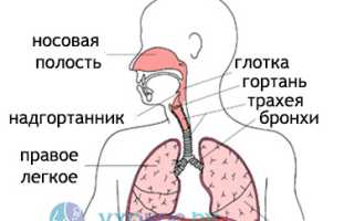Кашель: как развивается, причины, разновидности и проявления, как лечить и предотвратить