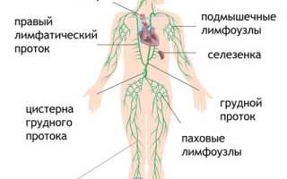 Воспаление лимфатических узлов за ушами: причины и возбудители, симптомы, как лечить и предотвратить