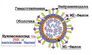 Грипп: характеристика видов и возбудителя, клиника и течение, тактика лечения, вакцинация для здоровья