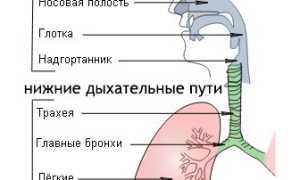 Лающий кашель: механизм возникновения, из-за каких болезней бывает, как лечить и профилактика