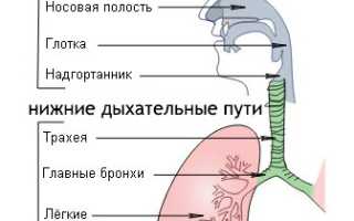 Влажный кашель: когда возникает, особенности, терапия подробно и рекомендации