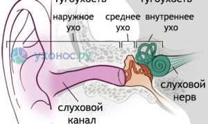 Тугоухость: виды, причины, симптомы, степени, лечение и профилактика