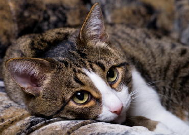 Ожоги у кошек