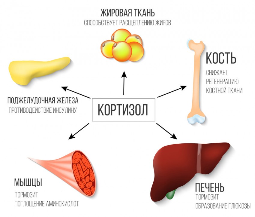Лечение акне - способы и препараты для лечения кожи. Советы и рекомендации дерматологов по выбору лечения (70 фото)