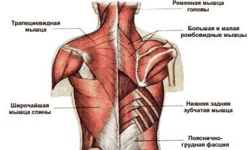 Нередко болевые ощущения вызваны болезнями мышц Болит спина под лопатками