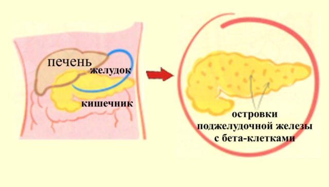 народные средства от диабета - полынь