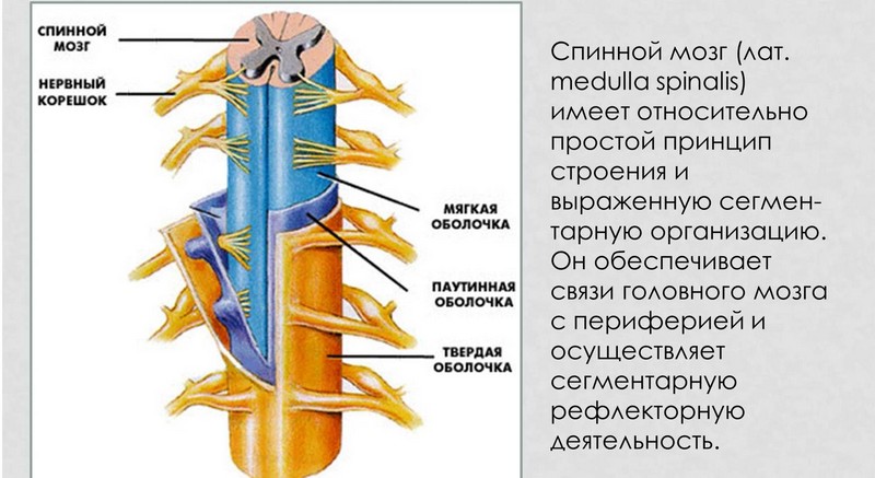 Спинной мозг – часть центральной нервной системы Спиной мозг
