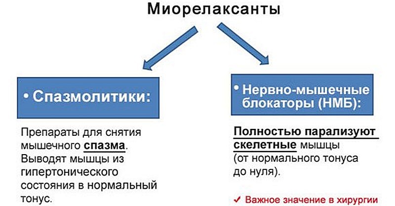 Существует два вида мышц в организме: скелетные и гладкие как действуют